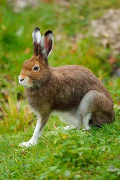 Arctic hare (Lepus timidus Varronis), moulting, Canton of Schwyz, Switzerland, Europe