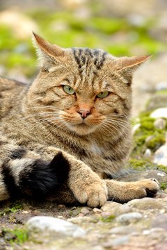 European wildcat (Felis silvestris silvestris), Canton of Schwyz, Switzerland, Europe