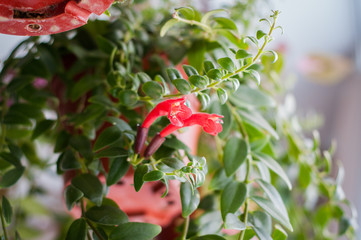 Aeschynanthus  also known as Lipstick Plant. Aeschynanthus is a genus of about 150 species of...