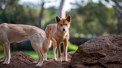 Full body shot of Dingo in Australia looking slightly off camera.