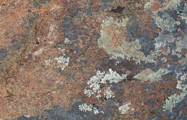 Multicolored lichen on the stone. Natural texture. Background