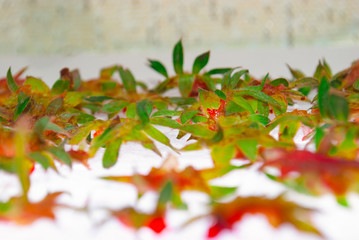 Green tails from strawberries on a glass table