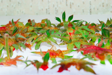 Green tails from strawberries on a glass table