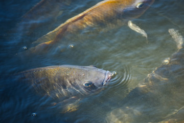 Fototapeta premium Tilapia, freshwater fish, popular in industry