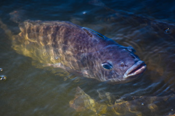 Fototapeta premium Tilapia, freshwater fish, popular in industry