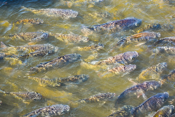 Tilapia, freshwater fish, popular in industry