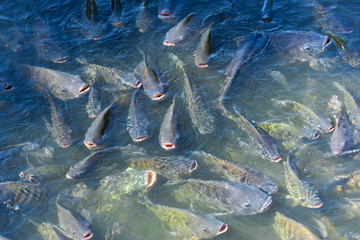 Tilapia, freshwater fish, popular in industry