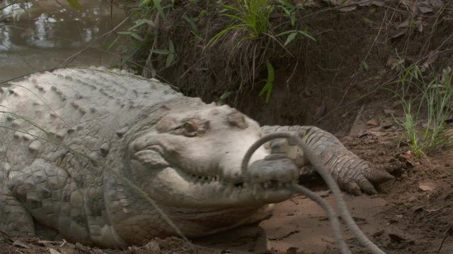 Close-up low angle still shot of a huge angry Orinoco crocodile holding a rope by its sharp jaw teeth and sinking with into a pond, Wisirare conservation park, Colombia