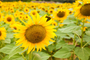 Obraz premium fields of bright flowering sunflowers
