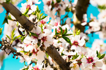blooming peach trees in spring