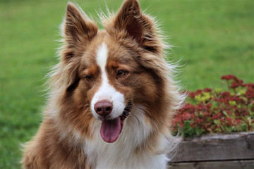 portrait berger australien