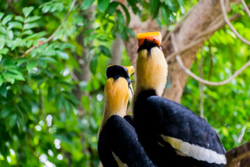 Hornbill in wild life breeding station.