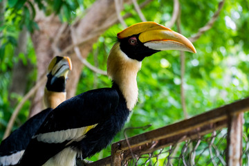 Hornbill in wild life breeding station.