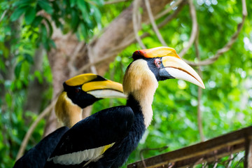 Hornbill in wild life breeding station.