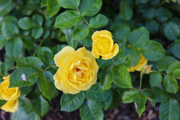 yellow rose in garden