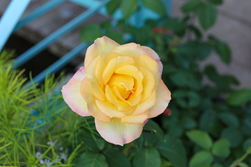 yellow rose on green background