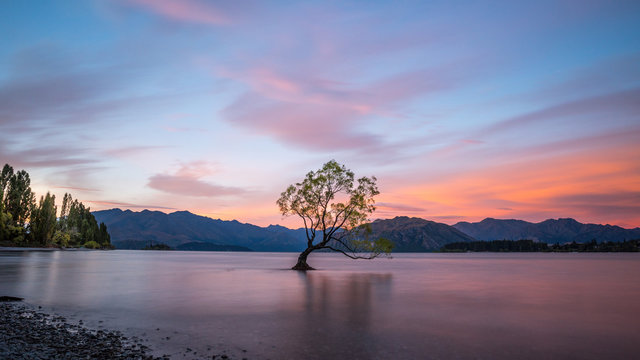 Lonely tree standing in Lake Wanaka, New Zealand at sunset