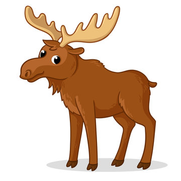 Cute moose with big horns is standing on a white background.