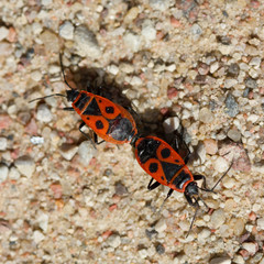 Sex of red bugs in spring day.