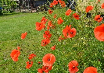 natural background of bright blooming poppy flowers in the garden