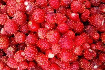 Background made of freshly picked red wild strawberries, close up view