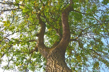 lower angle on spreading branches of the tree crown and trunk