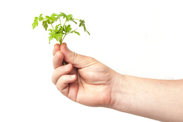 Hand holds a bunch of fresh parsley on a white background