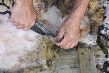 Shearing sheep. Farmer shearing sheep with old rusty scissors