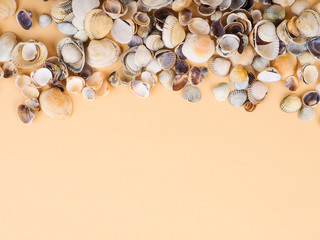 Seashells on sand. Sea summer vacation background with space for the text