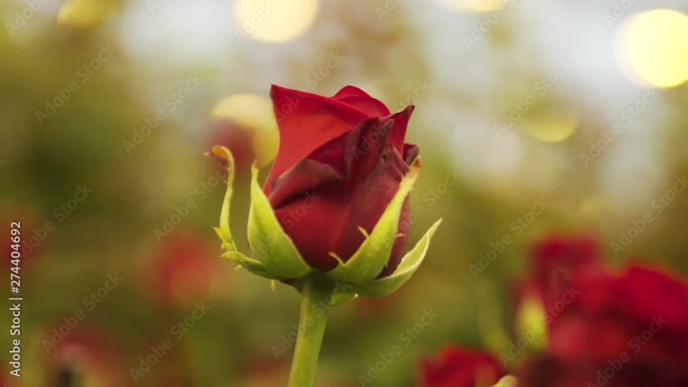 Poster tulip in greenhouse slow motion pan around with bokeh