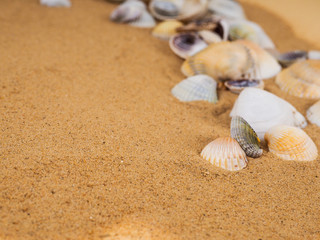 Seashells on sand. Sea summer vacation background with space for the text