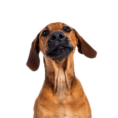 Funny head shot of wheaten Rhodesian Ridgeback puppy dog with dark muzzle, sitting facing front ways facing front. Looking at camera with sweet brown eyes and floppy ears Isolated on white background.