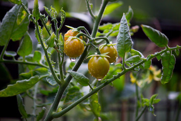 Tomato Plant in the garden on a rainy day