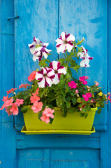 Fototapeta na wymiar beautiful decoration, flowers in a flowerpot on a wooden background