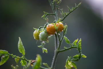 Tomato Plant in the garden on a rainy day