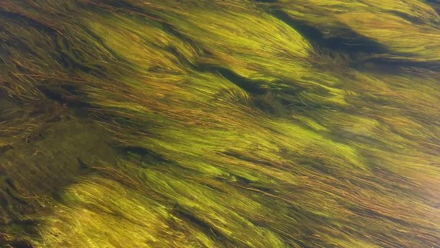 Green Algae strings waving in the river close up