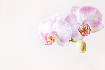 Fototapeta na wymiar White orchid flowers with a beautiful pink picotee edge on a light pastel background