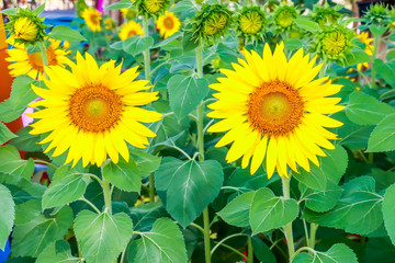 sunflowers blooming with leaf on green natural background