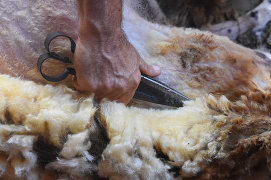 Shearing sheep. Farmer shearing sheep with old rusty scissors