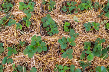 Plant seedlings growing in pots of organic vegetables