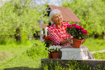 Grey-haired woman smiling while holding pot with pink flowers