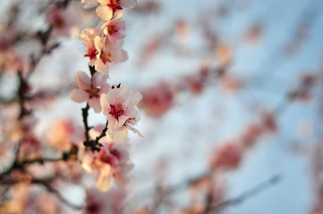 Close up of spring flowers on blurred background