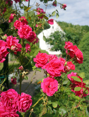 Fototapeta premium summer garden