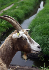 portrait of a male goat