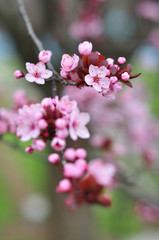 Fototapeta na wymiar Close up of spring flowers on blurred background