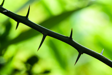 Thorns of bergamot trees,Close-Up Lime tree thorns on nature background, Bergamot tree thorns,Green blurred background