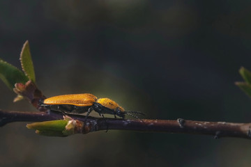 Insect on the branch. The yellow beetle on the branch looks close