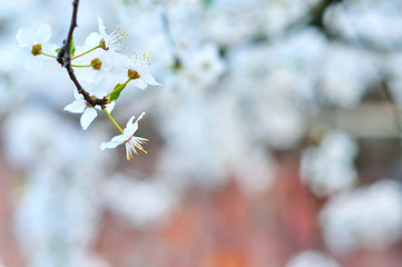 White spring flowers against a brick wall