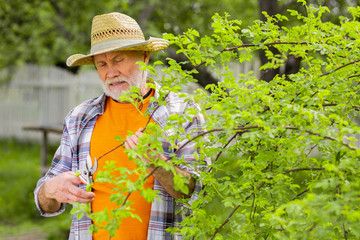 Grey-haired bearded retired man in straw hat cutting branches