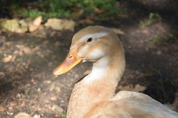 Gesi egipskie, nilowe odpoczywajace w parku latem © Iwona